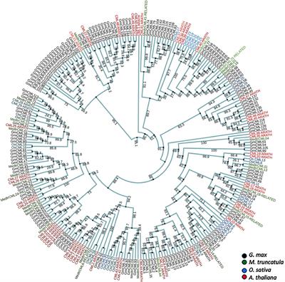 A Comprehensive Analysis of Calmodulin-Like Proteins of Glycine max Indicates Their Role in Calcium Signaling and Plant Defense Against Insect Attack